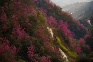 Discover Mù Cang Chải's Tớ Dày Flower Season: The Captivating Beauty of Northwestern Mountains Awaits You!-4