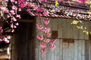 Discover Mù Cang Chải's Tớ Dày Flower Season: The Captivating Beauty of Northwestern Mountains Awaits You!-7