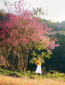 Discover Mù Cang Chải's Tớ Dày Flower Season: The Captivating Beauty of Northwestern Mountains Awaits You!-1