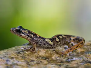 Mysterious Sardinian Brook Newt: Unique Appearance of an Amphibian in the Mediterranean-1