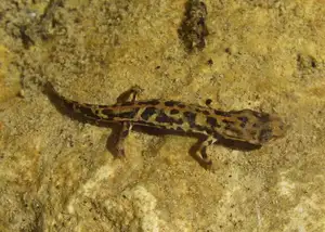 Mysterious Sardinian Brook Newt: Unique Appearance of an Amphibian in the Mediterranean-4