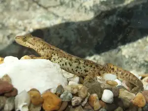 Mysterious Sardinian Brook Newt: Unique Appearance of an Amphibian in the Mediterranean-2