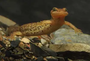 Mysterious Sardinian Brook Newt: Unique Appearance of an Amphibian in the Mediterranean-5