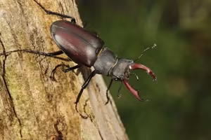 The Mystery of the Stag Beetle Worth: What Makes It So Special and Rare?-9