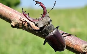 The Mystery of the Stag Beetle Worth: What Makes It So Special and Rare?-10