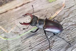 The Mystery of the Stag Beetle Worth: What Makes It So Special and Rare?-6