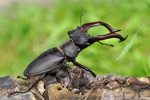 The Mystery of the Stag Beetle Worth: What Makes It So Special and Rare?-1