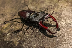 The Mystery of the Stag Beetle Worth: What Makes It So Special and Rare?-4