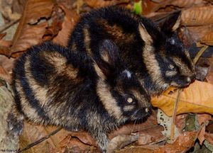 Discover Amazing Facts About Wild Rabbits in Nature-7