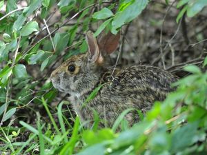 Discover Amazing Facts About Wild Rabbits in Nature-3