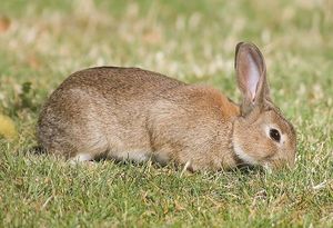 Discover Amazing Facts About Wild Rabbits in Nature-0