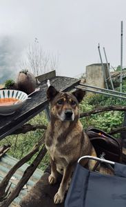 Discover the Majestic Beauty of Vietnam's Terraced Fields Northern Vietnam's Breathtaking Natural Landscape-7