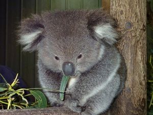 Koala: Adorable marsupial with human-like features and unique biological mysteries-4
