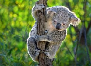 Koala: Adorable marsupial with human-like features and unique biological mysteries-0