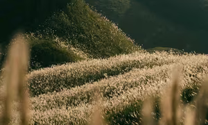 Binh Lieu Reed Grass: Quang Ninh's Autumn Wonderland, A Breathtaking Scenic Paradise for Travelers-1