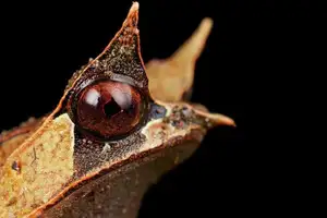 Discover the Malay Horned Frog – A Bizarre Amphibian with Eye Spikes, Master of Jungle Camouflage-5
