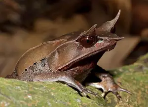 Discover the Malay Horned Frog – A Bizarre Amphibian with Eye Spikes, Master of Jungle Camouflage-2