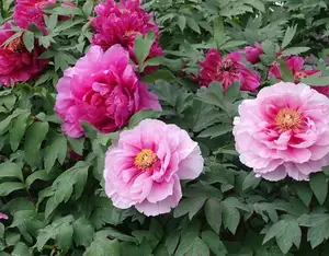 Auspicious Ornamental Plant for Peace & Prosperity Favored by the Wealthy-2