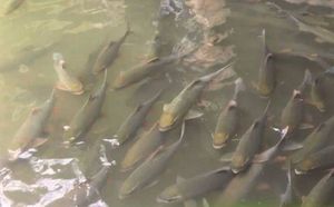 Northwestern Bong Fish: Royal Delicacy, Attracts Connoisseurs-5