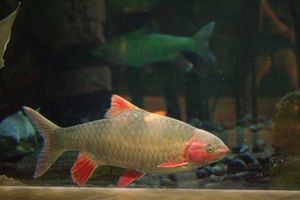 Northwestern Bong Fish: Royal Delicacy, Attracts Connoisseurs-4