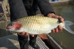 Northwestern Bong Fish: Royal Delicacy, Attracts Connoisseurs-8