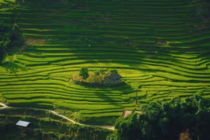 Sa Pa Golden Rice Season Explore Breathtaking Terraces Perfect Photo Spots-2