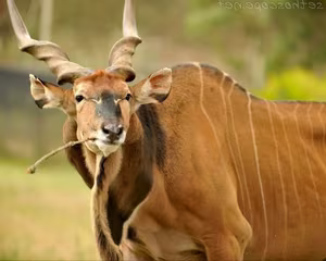 Discover Africa's 'Twisted-Horned Deity' - The Majestic Beauty of the Giant Eland-7