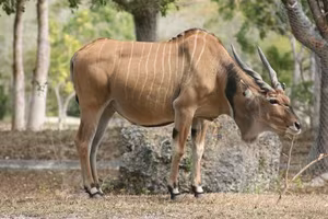 Discover Africa's 'Twisted-Horned Deity' - The Majestic Beauty of the Giant Eland-3