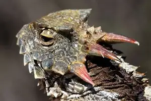 Discover the Texas Horned Lizard: The armored reptile that sprays blood from its eyes for unique self-defense-1