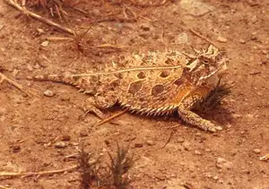 Discover the Texas Horned Lizard: The armored reptile that sprays blood from its eyes for unique self-defense-3