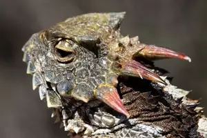 Discover the Texas Horned Lizard: The armored reptile that sprays blood from its eyes for unique self-defense-4