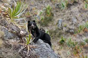 Discover Machu Picchu: Ancient Inca Wonder Amidst Majestic Peruvian Landscapes-0