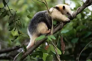 Tamandua: Mysterious 40cm Long-Tongued Anteater of South American Rainforest. Discover its Unique Self-Defense Strategy!-8