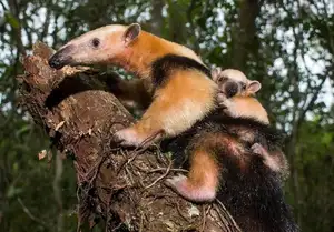 Tamandua: Mysterious 40cm Long-Tongued Anteater of South American Rainforest. Discover its Unique Self-Defense Strategy!-5