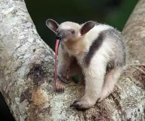 Tamandua: Mysterious 40cm Long-Tongued Anteater of South American Rainforest. Discover its Unique Self-Defense Strategy!-7
