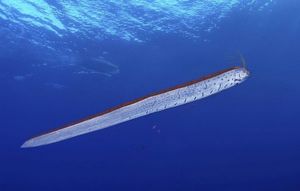 Giant Oarfish: Ocean Mystery, Natural Disaster Omen from the World's Longest Bony Fish-2
