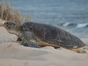 Witness giant sea turtles in Australia's ocean paradise: A magical moment on untouched sands-0