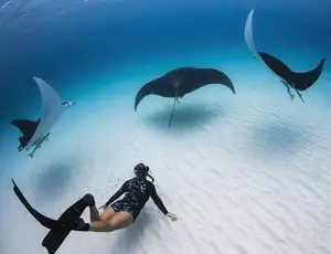 Witness giant sea turtles in Australia's ocean paradise: A magical moment on untouched sands-4