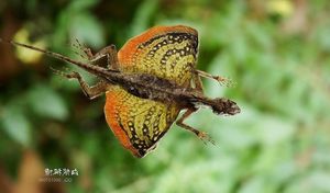 Draco Flying Lizards in Vietnam Uncover Their Amazing Gliding Mechanism and Untold Secrets-6