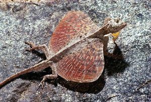 Draco Flying Lizards in Vietnam Uncover Their Amazing Gliding Mechanism and Untold Secrets-7