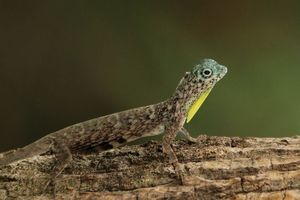 Draco Flying Lizards in Vietnam Uncover Their Amazing Gliding Mechanism and Untold Secrets-2