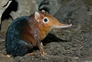 Discover the Unique 'Tiny Elephant': Elephant Shrew's Incredible Speed & Superior Memory-5