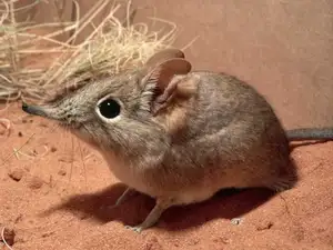 Discover the Unique 'Tiny Elephant': Elephant Shrew's Incredible Speed & Superior Memory-4