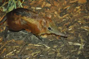 Discover the Unique 'Tiny Elephant': Elephant Shrew's Incredible Speed & Superior Memory-1