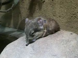 Discover the Unique 'Tiny Elephant': Elephant Shrew's Incredible Speed & Superior Memory-6