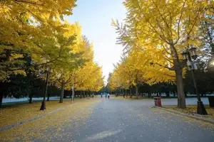 Golden Autumn Beijing: Discover Ginkgo Leaf Beauty & Capture Unforgettable Memories | Perfect Journey-8