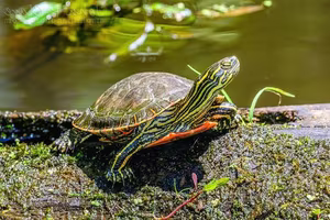 Discover the Unique North American Painted Turtle: Witness its Shell as Beautiful as a Painting with Mesmerizing Artistic Patterns.-2