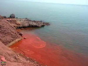 Crimson Sea Mystery: Natural Phenomenon or Strange Omen After Heavy Rain?-8