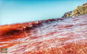 Crimson Sea Mystery: Natural Phenomenon or Strange Omen After Heavy Rain?-0