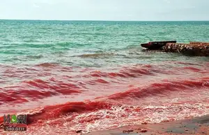 Crimson Sea Mystery: Natural Phenomenon or Strange Omen After Heavy Rain?-3